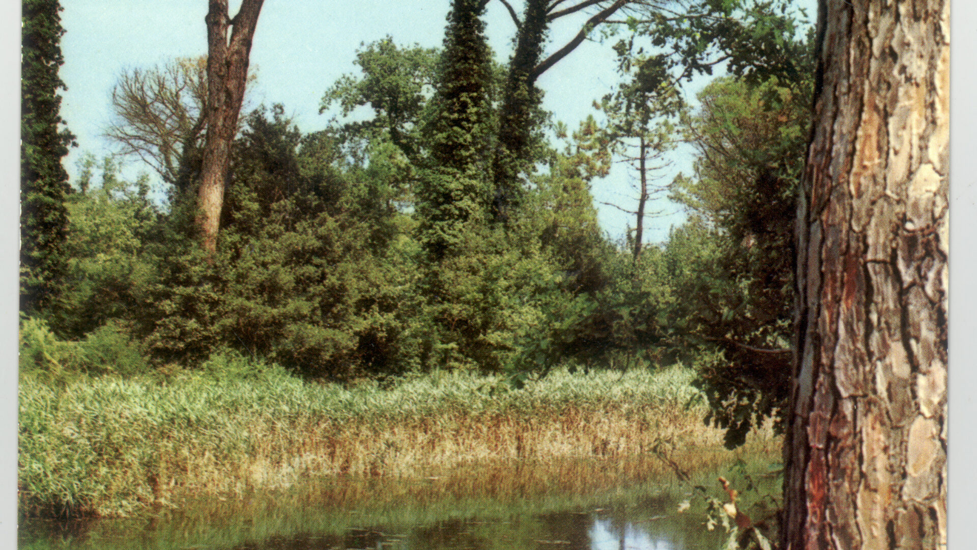 Le Pinete di Ravenna image