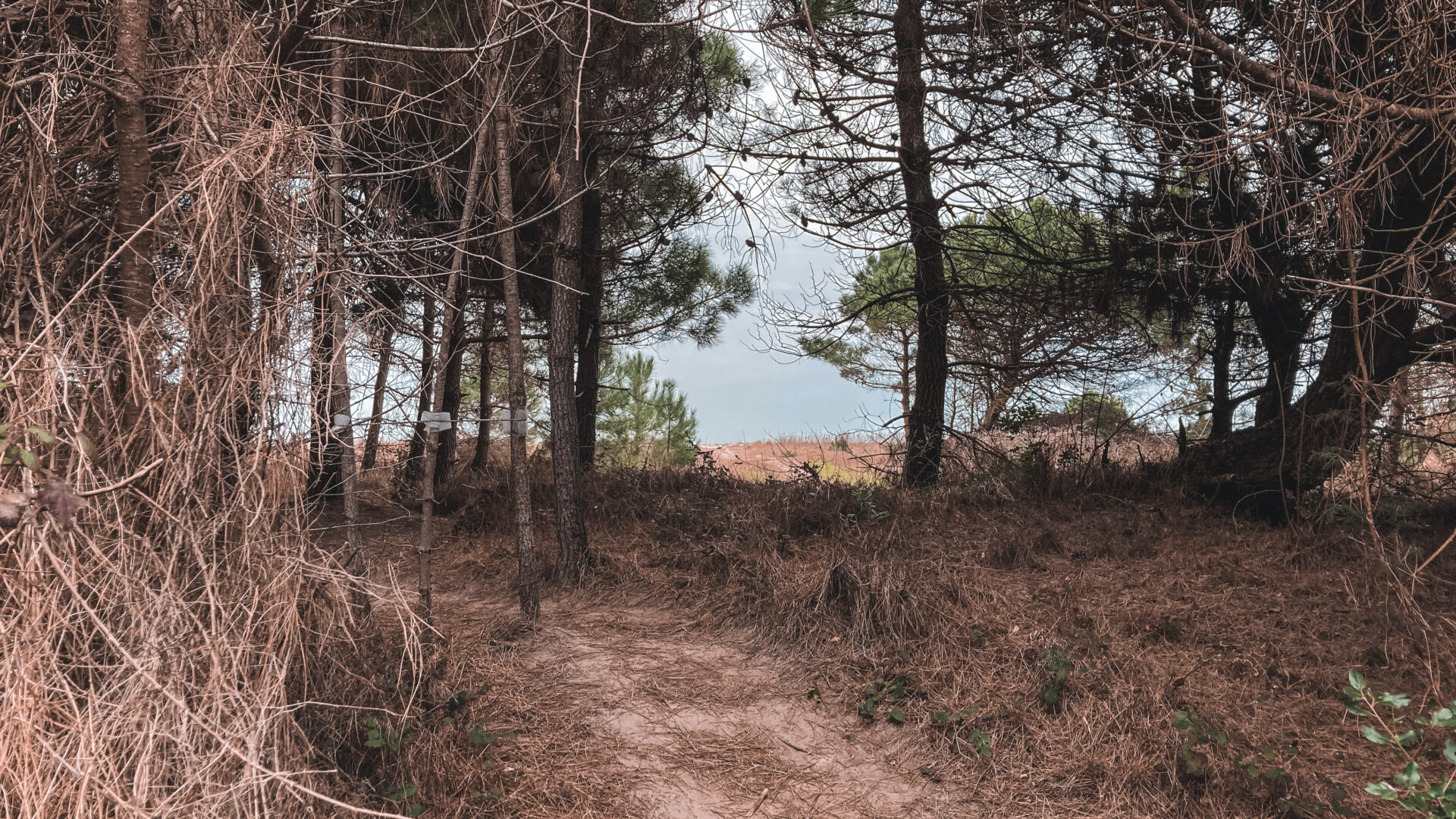 Le Pinete di Ravenna image