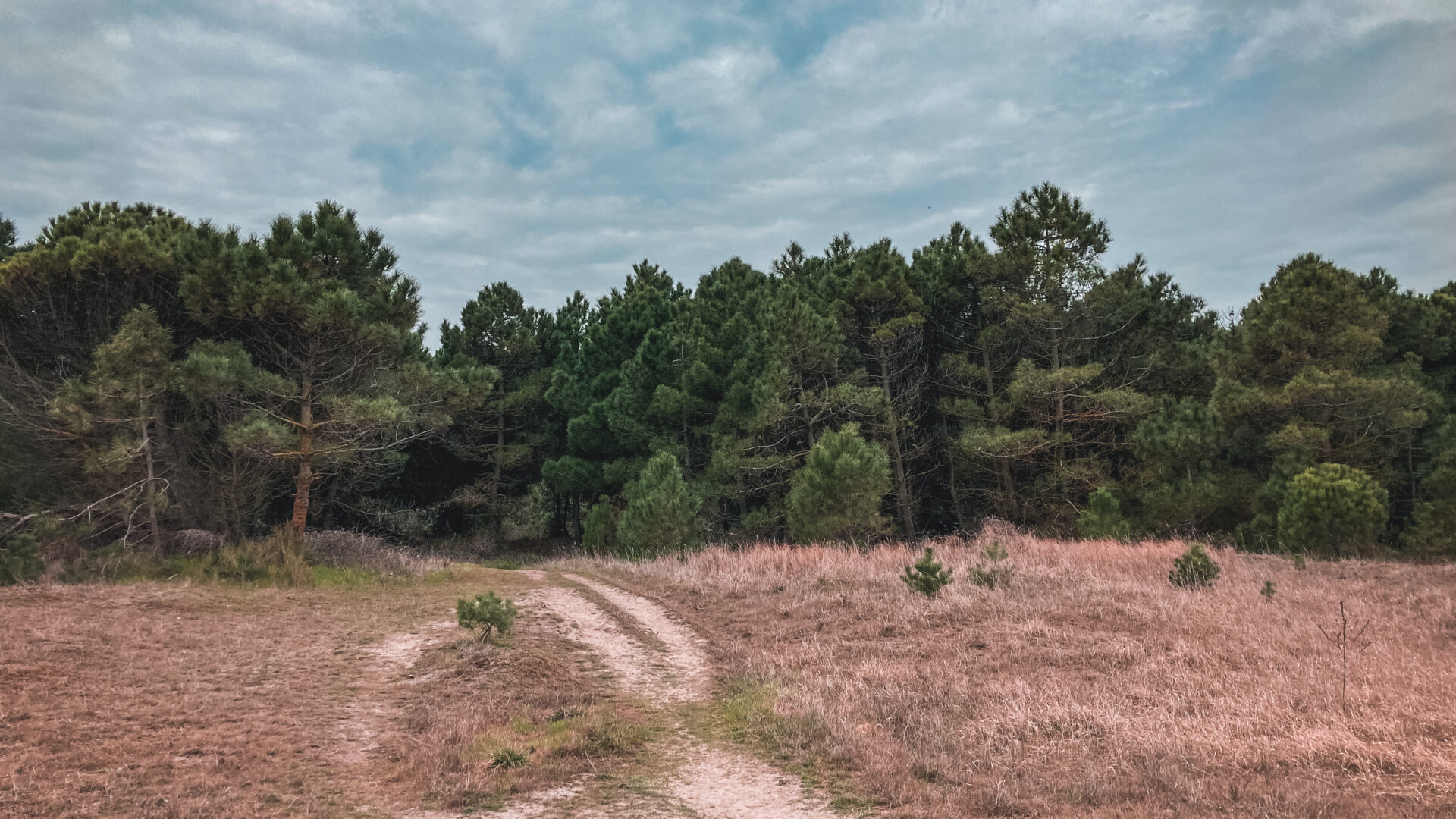Le Pinete di Ravenna image