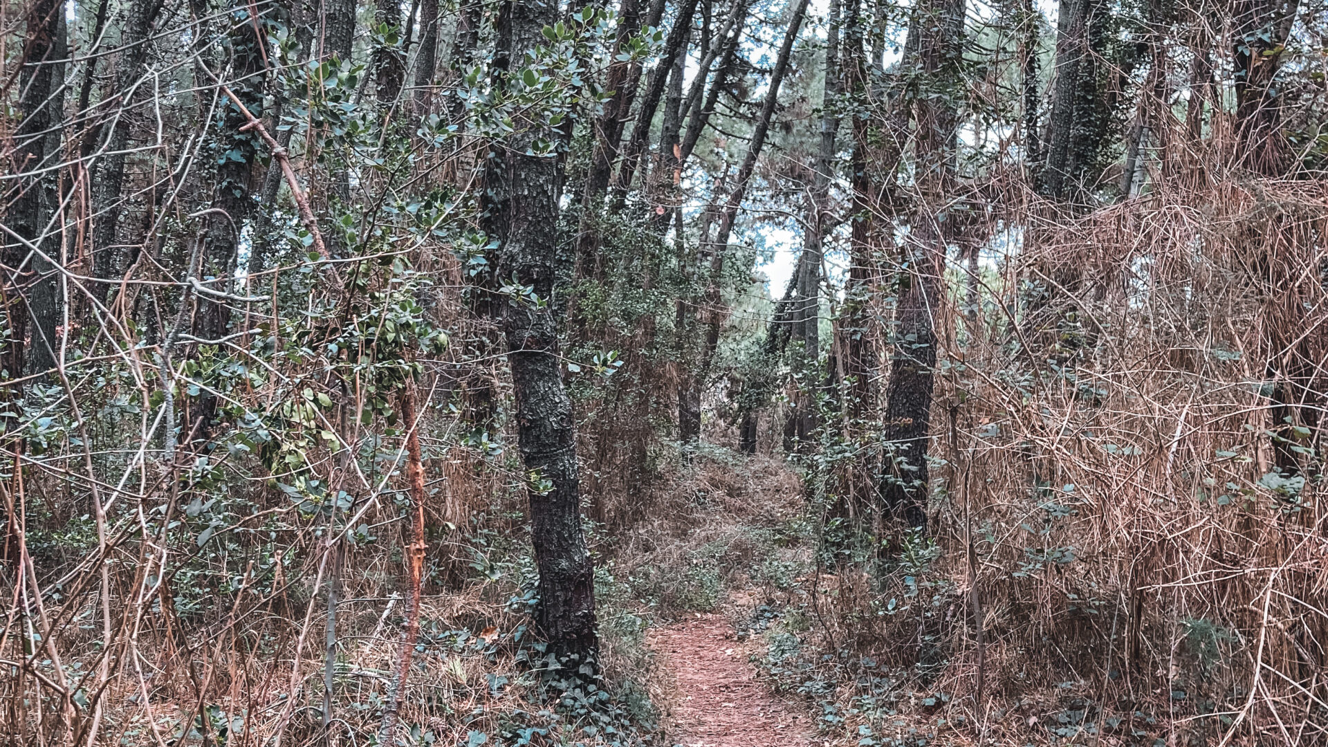 Le Pinete di Ravenna image