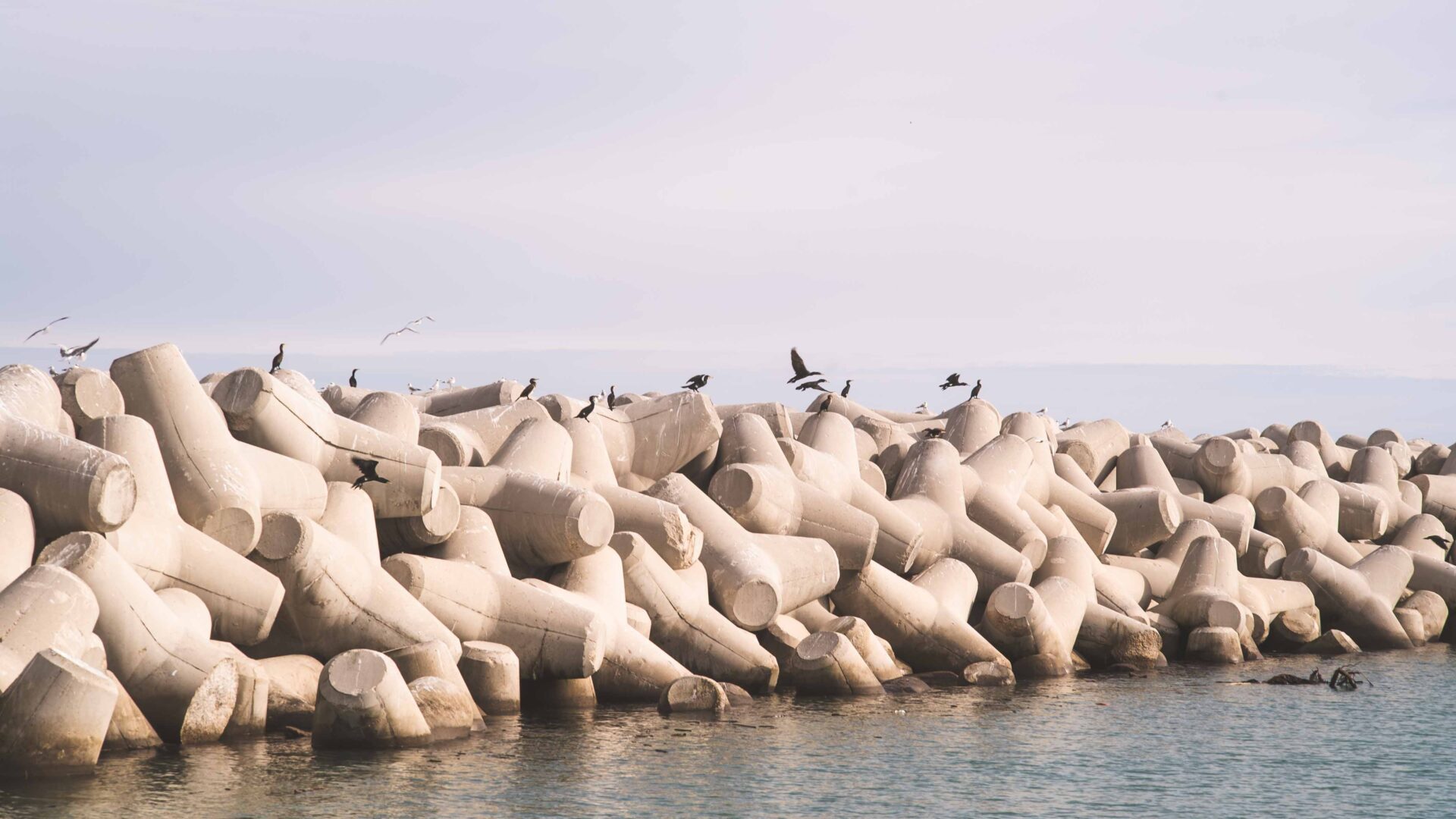 UNA STANZA IN MEZZO AL MARE TRA I TETRAPODI image