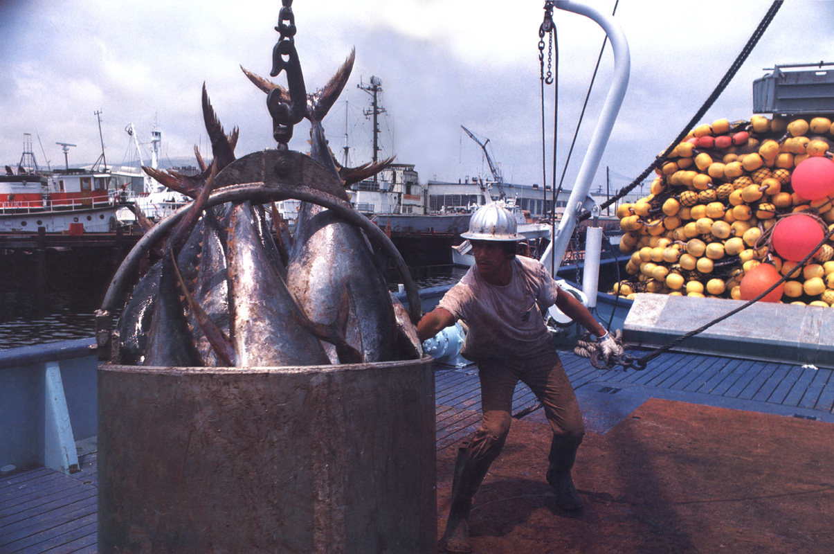 CROATIAN FISHERMEN’S CONTRIBUTION  TO WORLD FISHING image