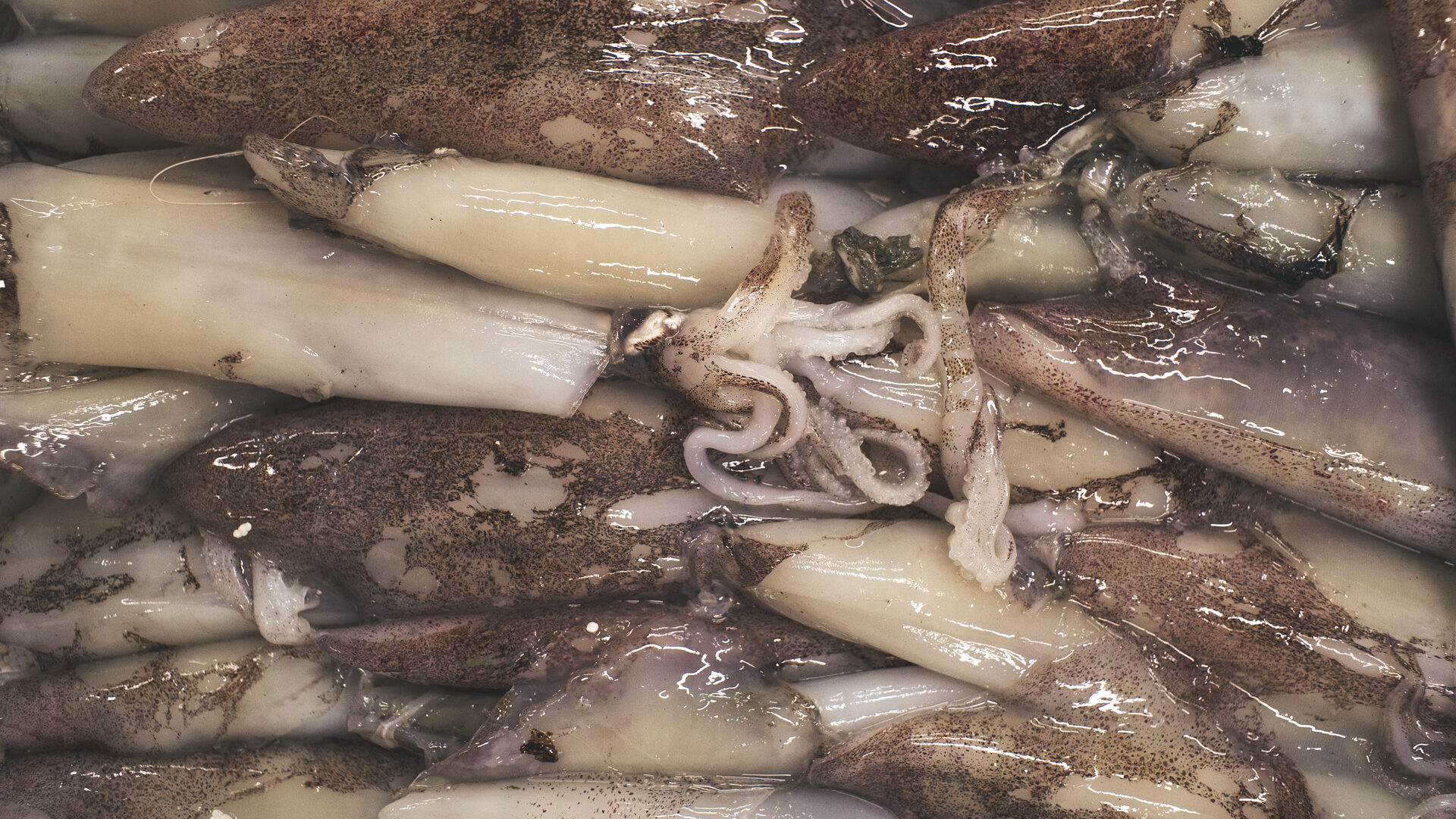 IL MERCATO ITTICO DEL MANDRACCHIO image