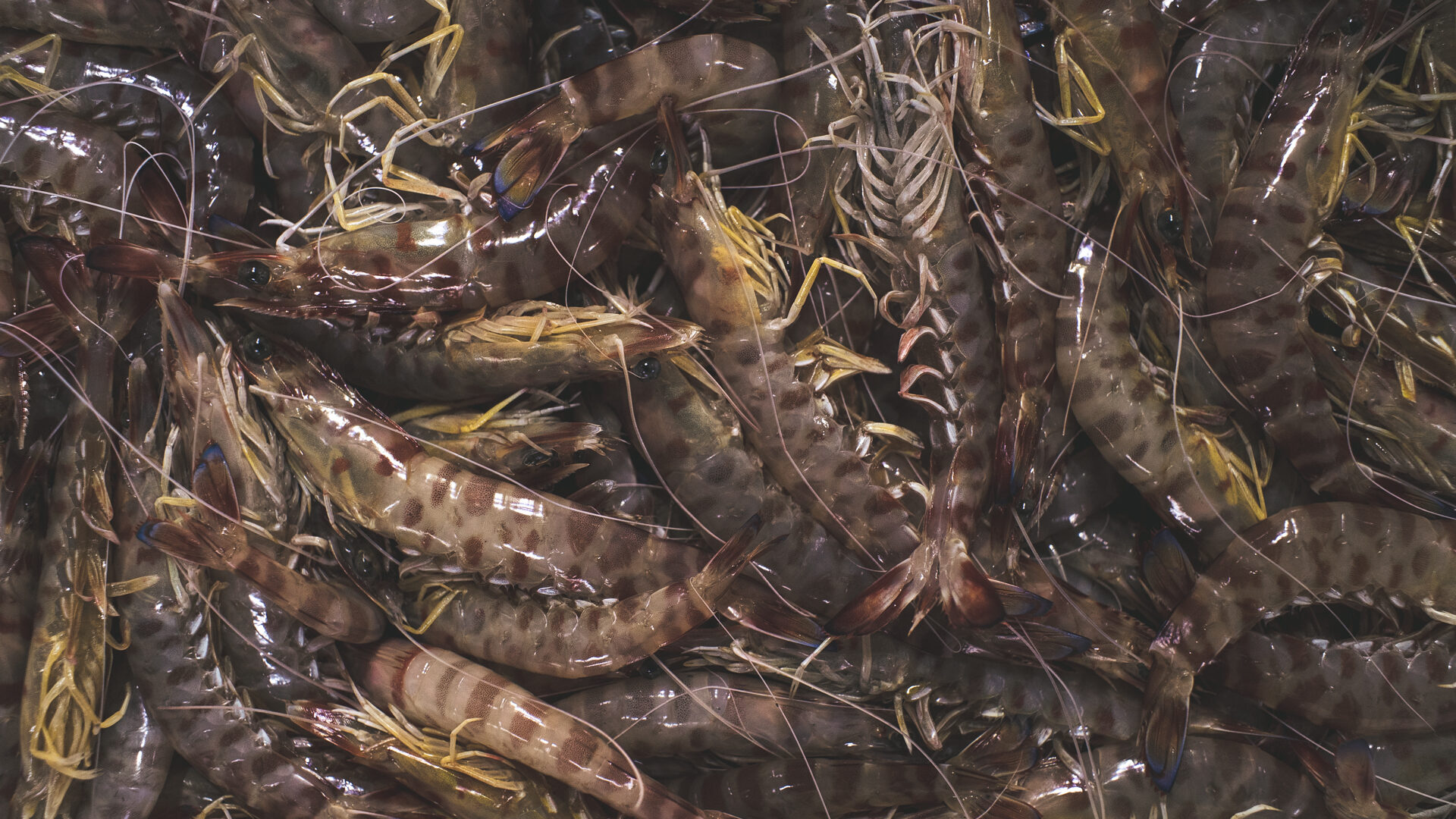 IL MERCATO ITTICO DEL MANDRACCHIO image