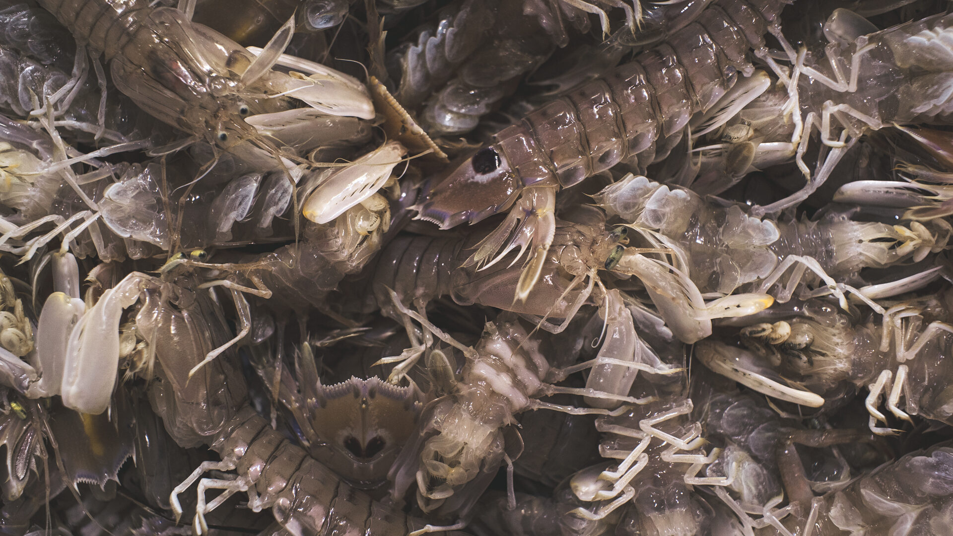 IL MERCATO ITTICO DEL MANDRACCHIO image