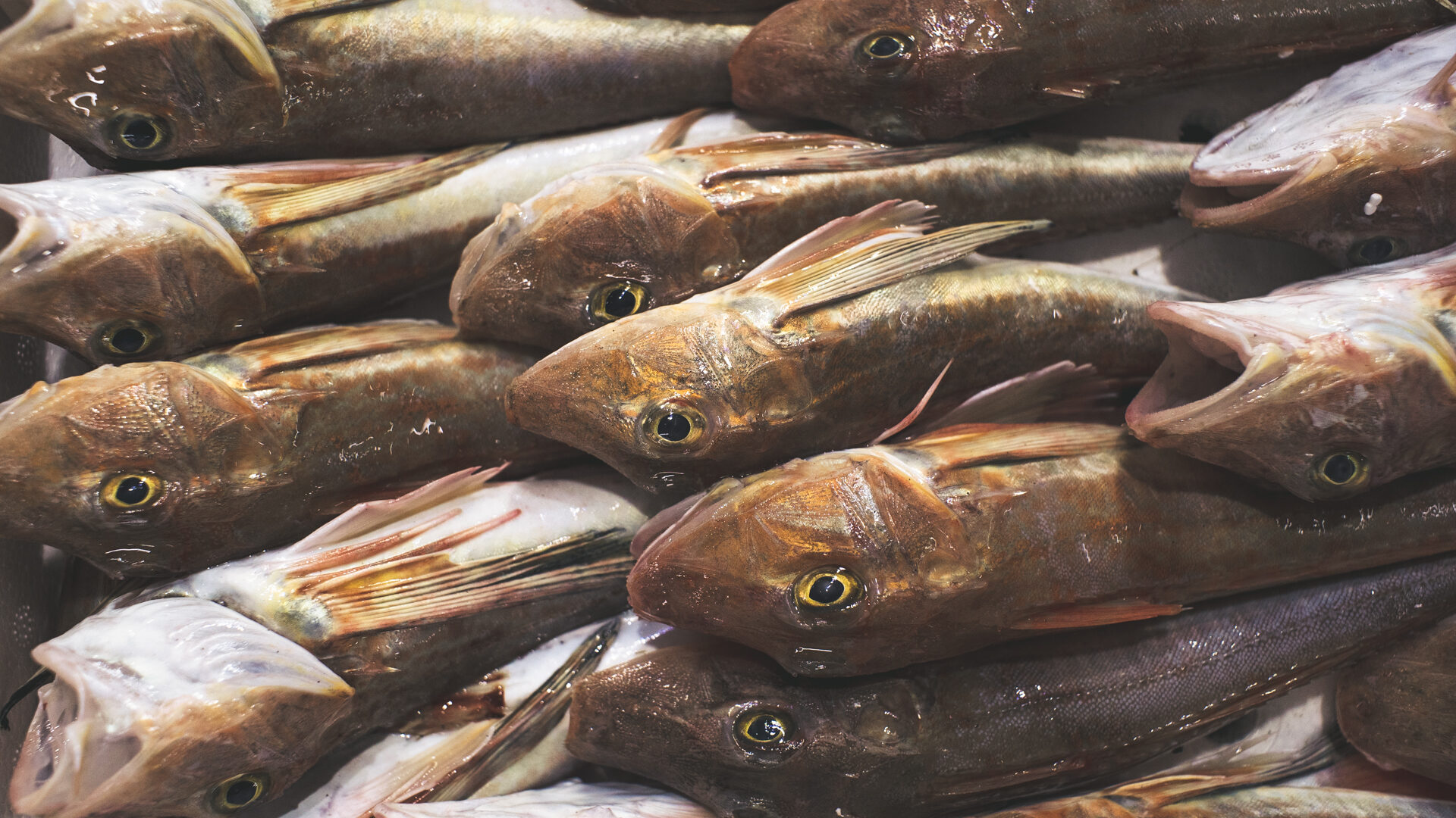 IL MERCATO ITTICO DEL MANDRACCHIO image