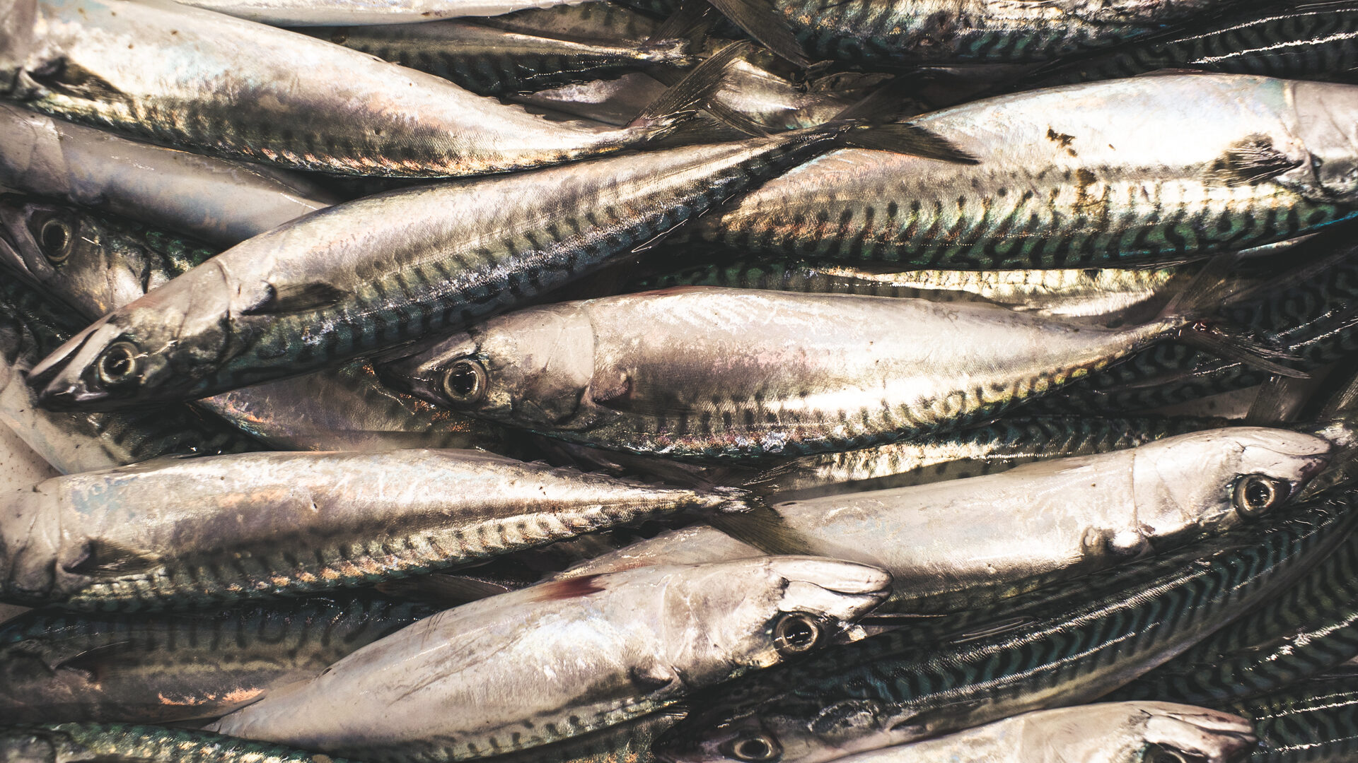 IL MERCATO ITTICO DEL MANDRACCHIO image