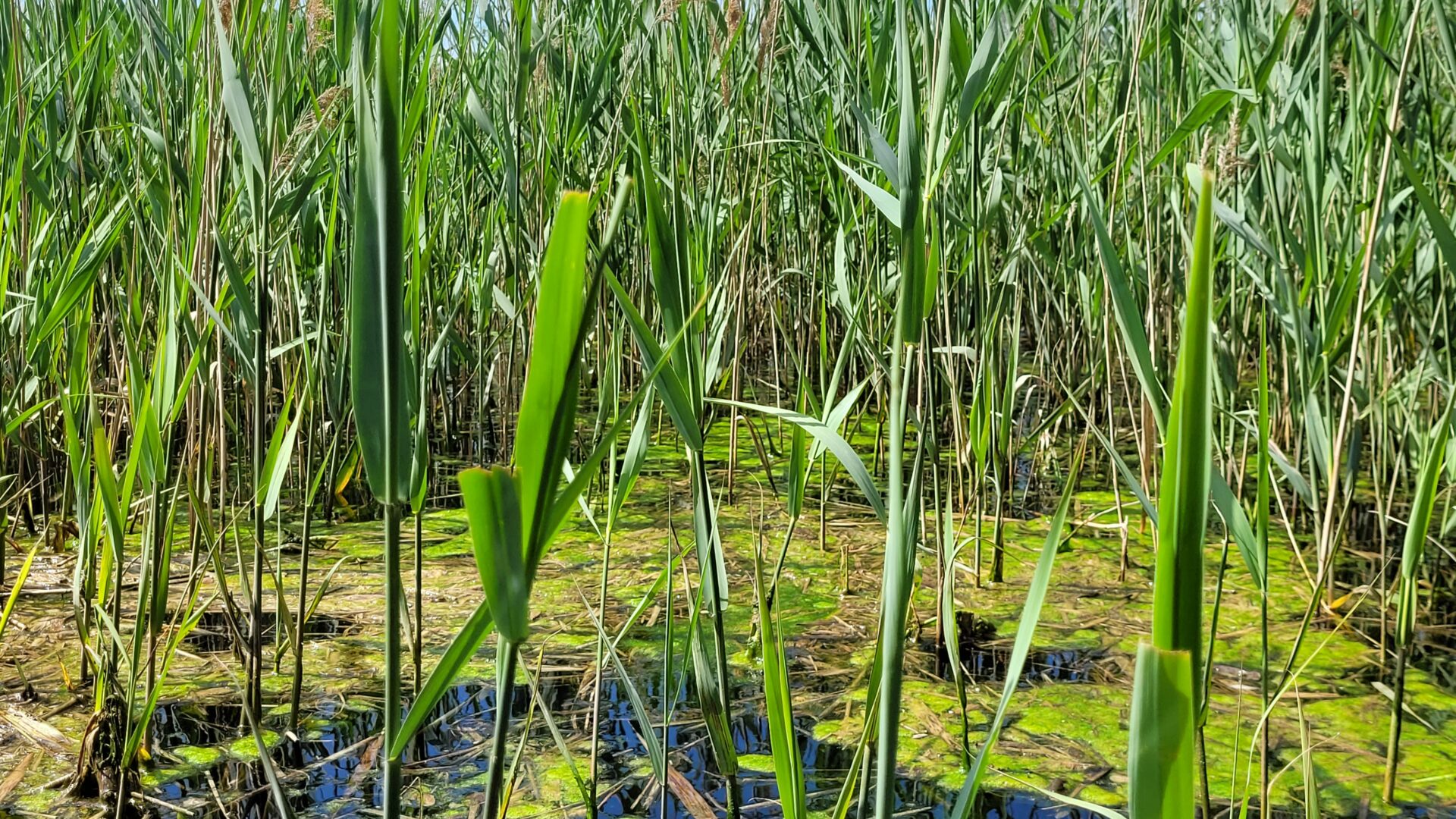 RISERVA NATURALE DELLA FOCE DELL’ISONZO image