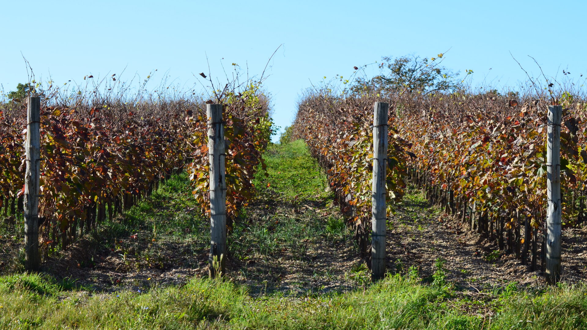 I VINI DEL CARSO image