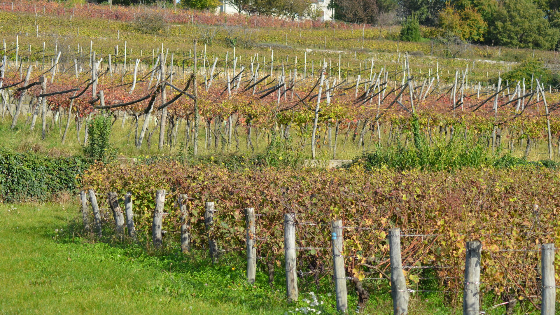 I VINI DEL CARSO image