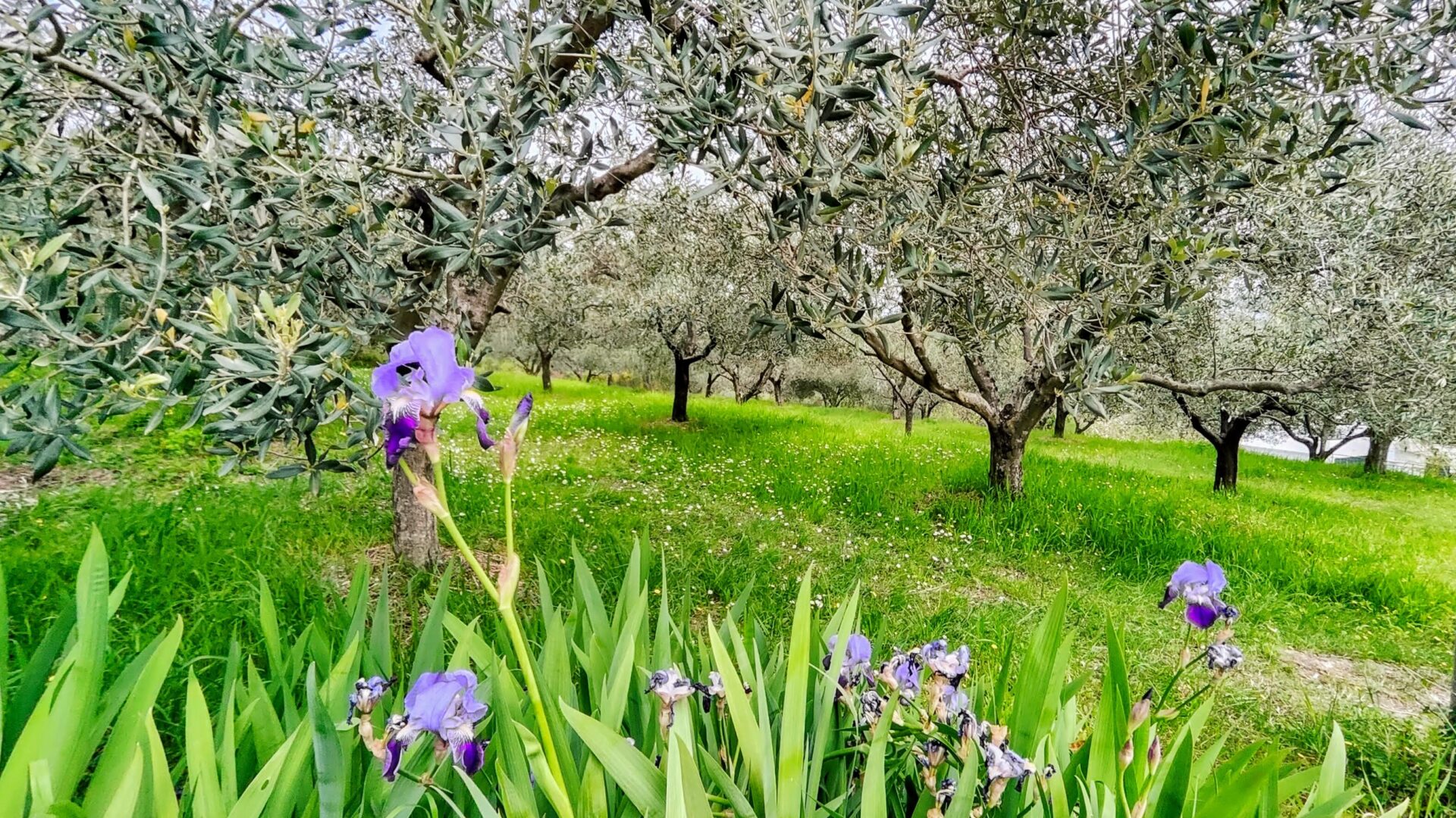 OLIO DI OLIVA TERGESTE DOP image