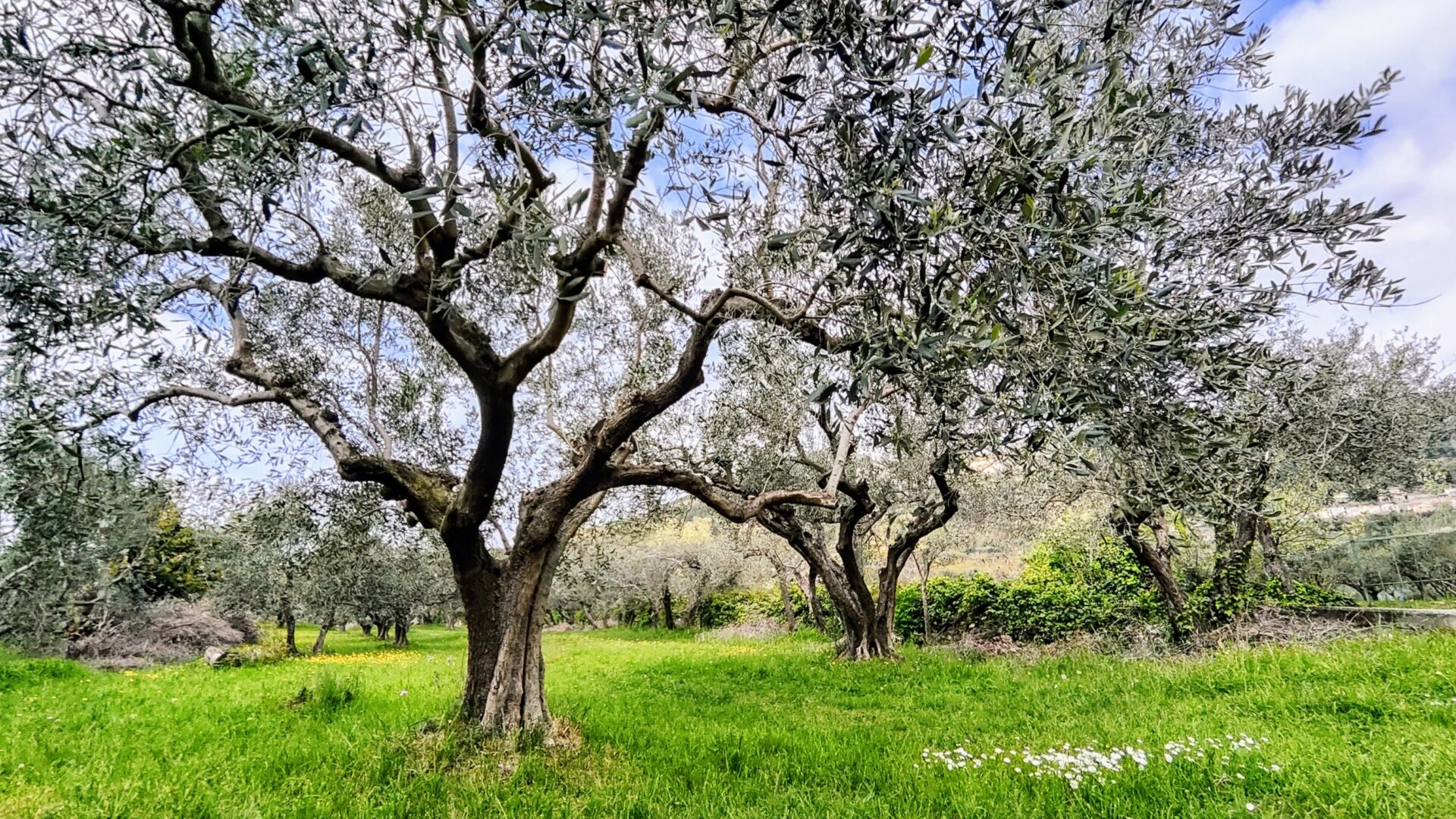 OLIO DI OLIVA TERGESTE DOP image