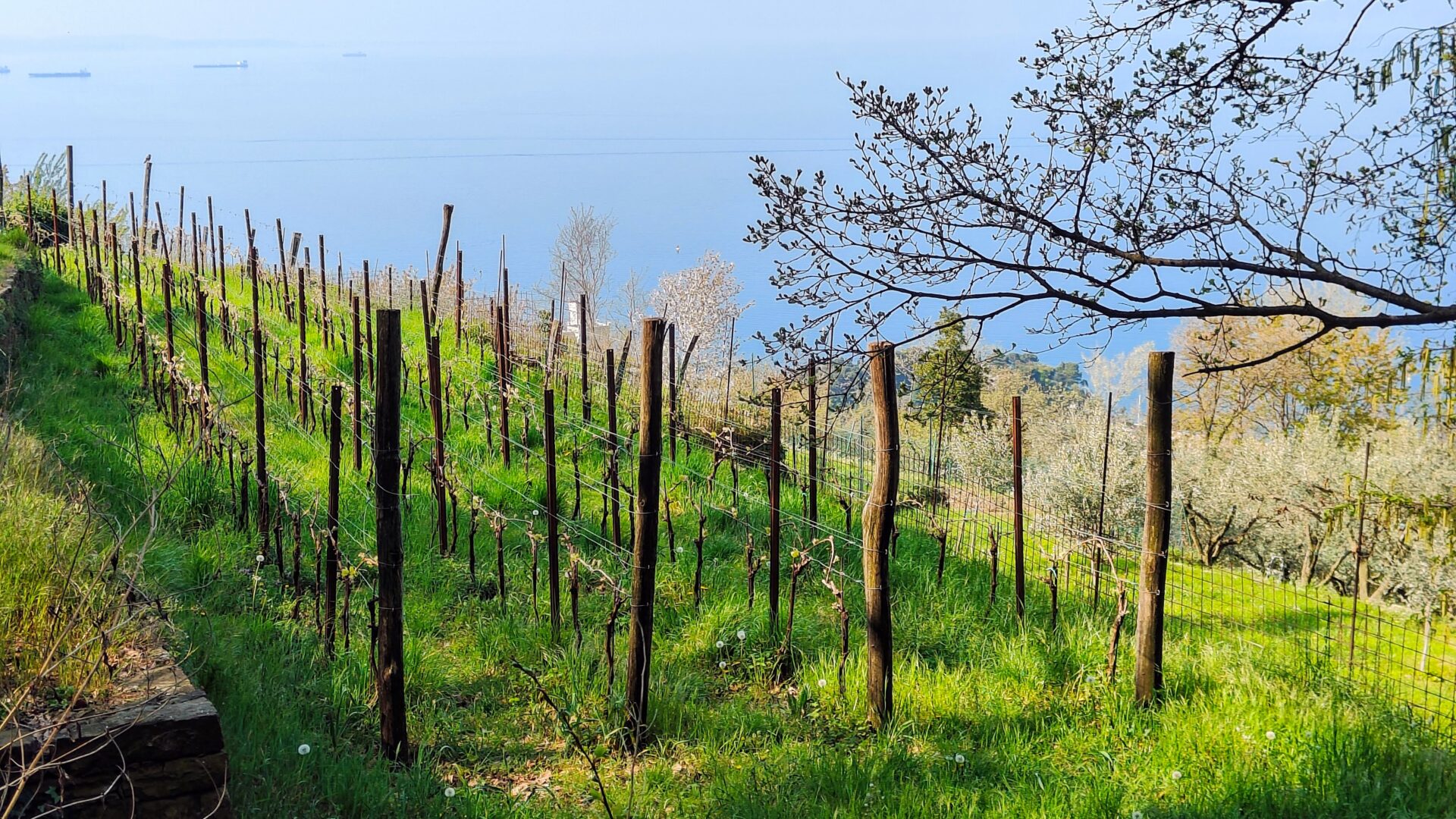 I VINI DEL CARSO image