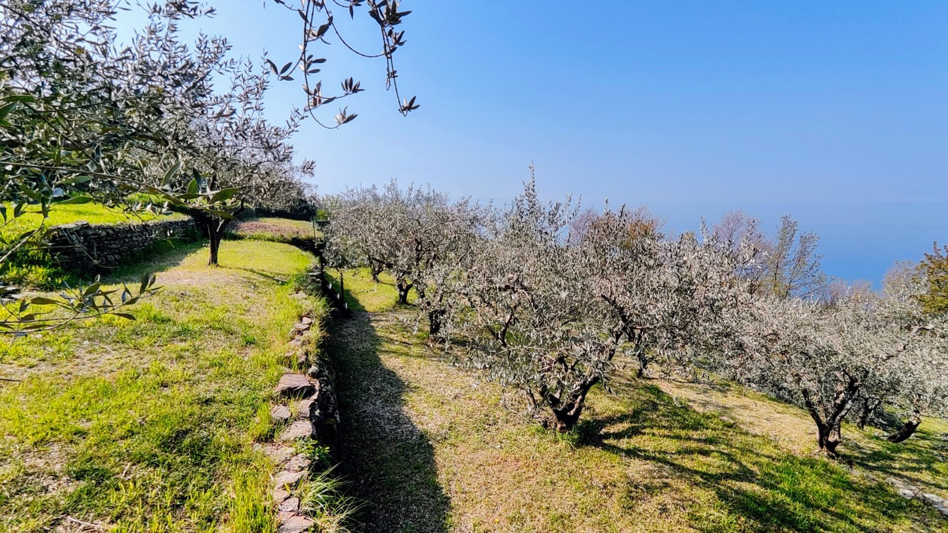 OLIO DI OLIVA TERGESTE DOP image