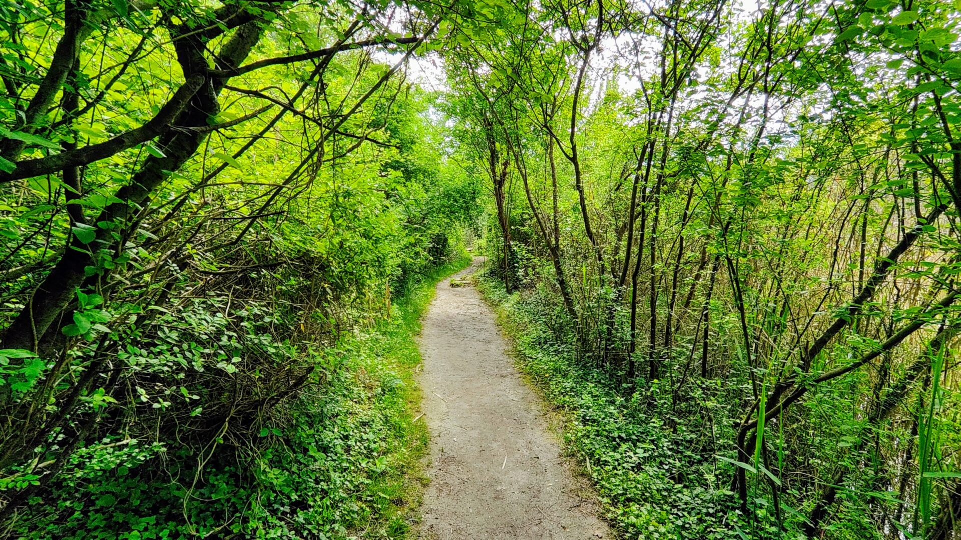 RISERVA NATURALE DELLA FOCE DELL’ISONZO image