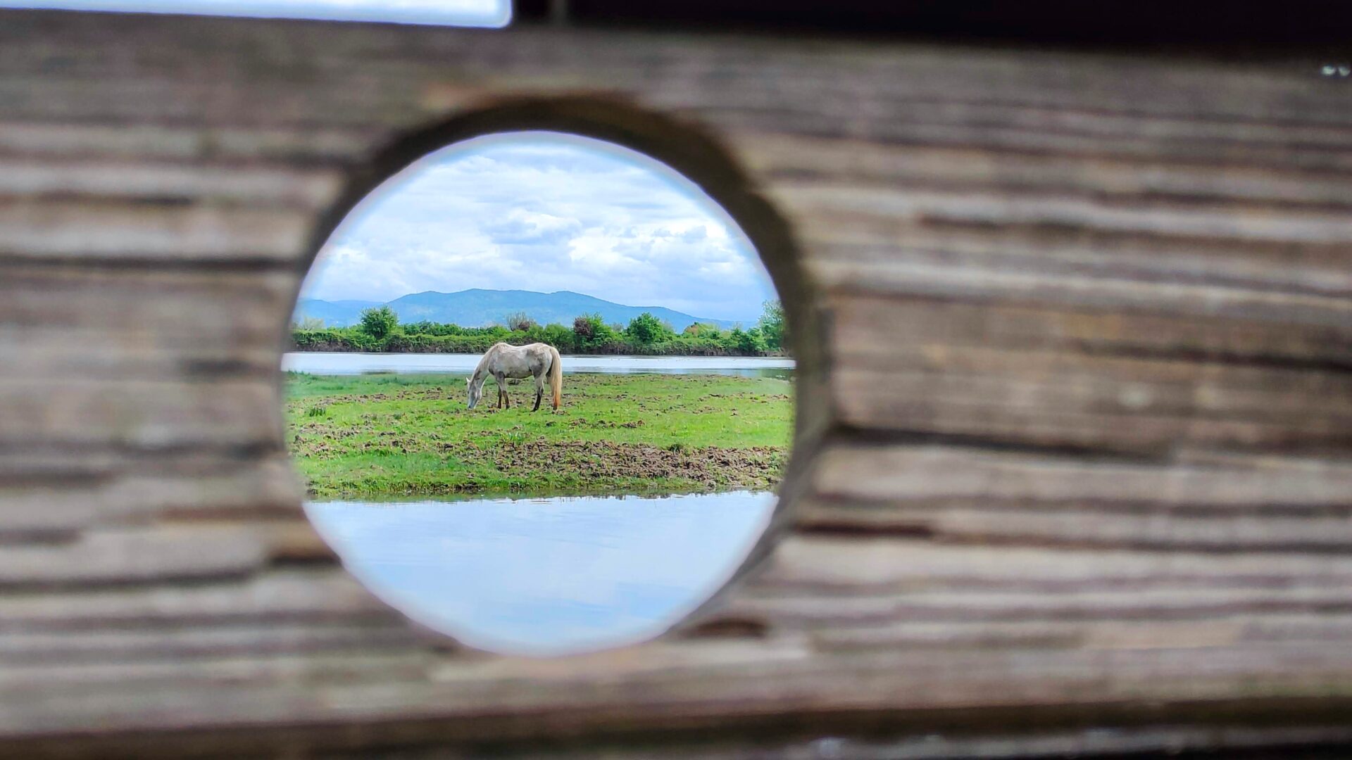 RISERVA NATURALE DELLA FOCE DELL’ISONZO image