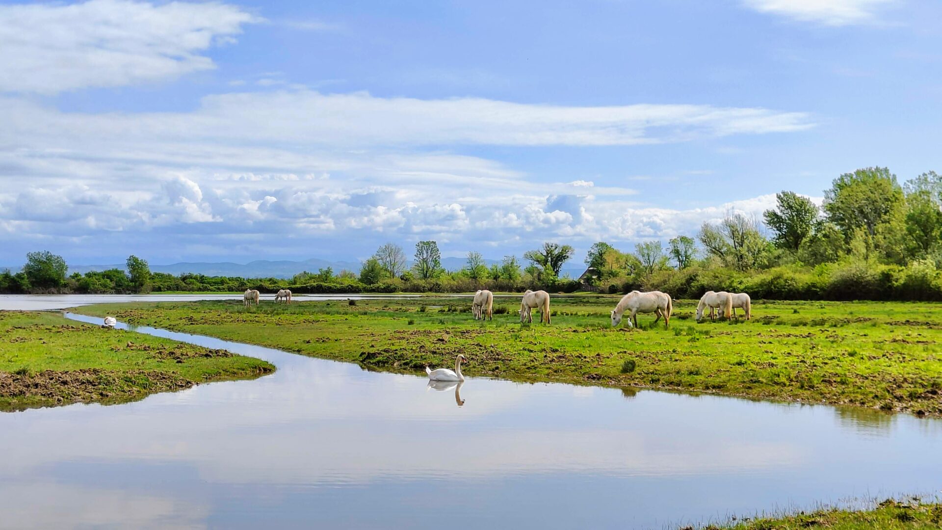 RISERVA NATURALE DELLA FOCE DELL’ISONZO image