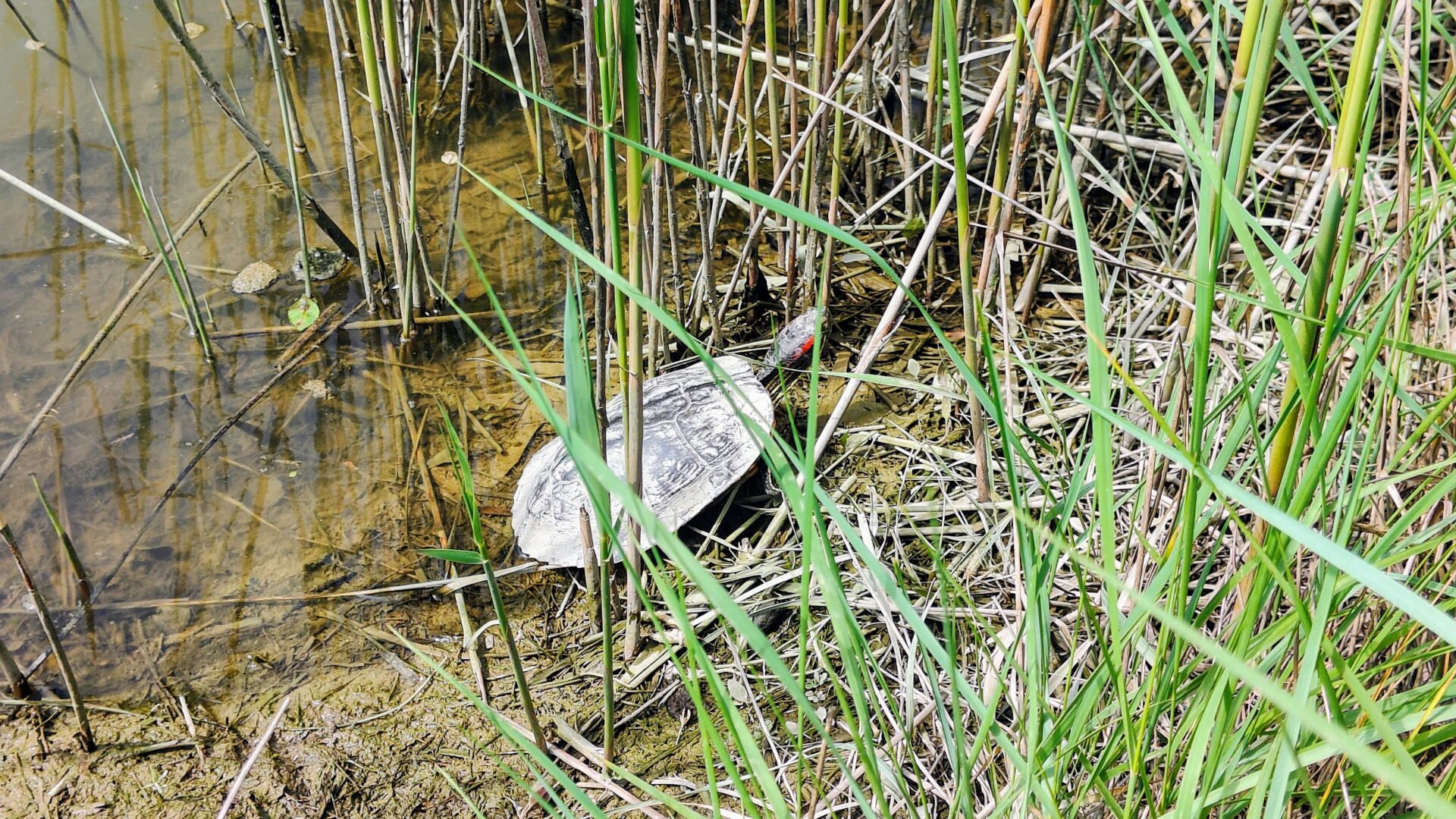 RISERVA NATURALE DELLA FOCE DELL’ISONZO image