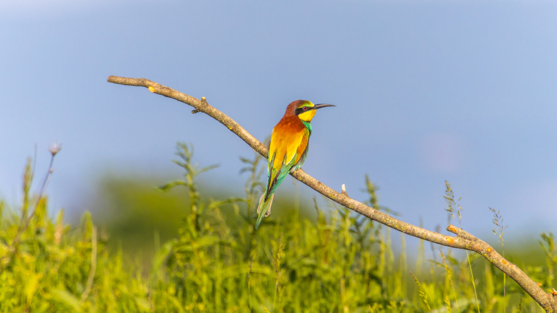 RISERVA NATURALE DELLA FOCE DELL’ISONZO image