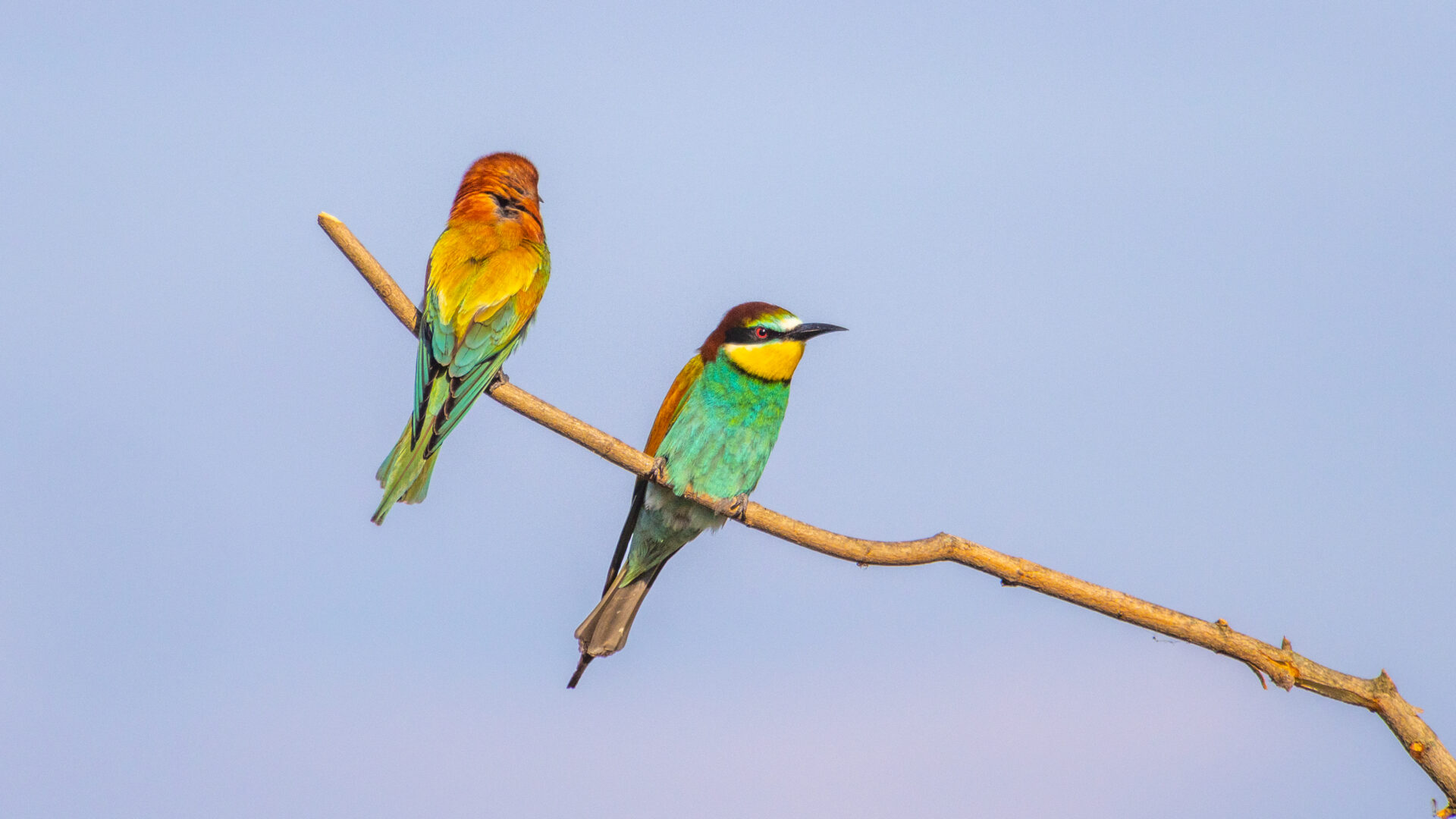 RISERVA NATURALE DELLA FOCE DELL’ISONZO image