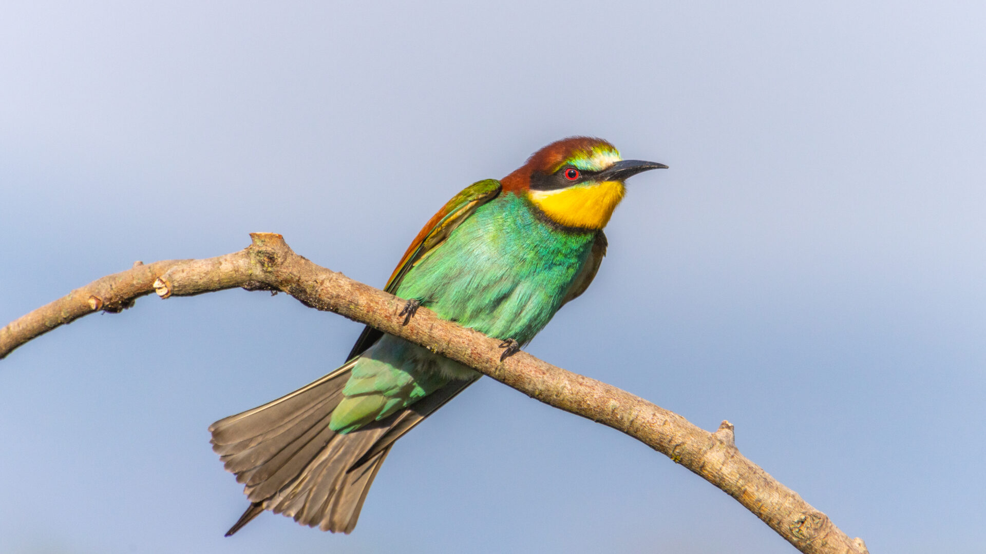RISERVA NATURALE DELLA FOCE DELL’ISONZO image