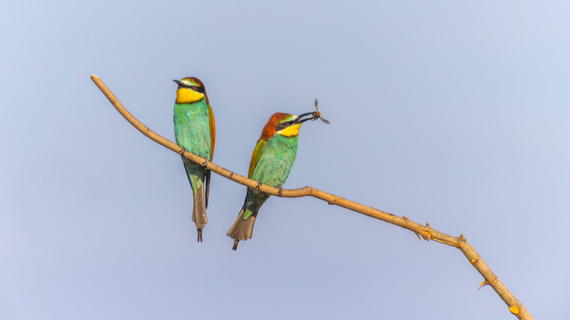 RISERVA NATURALE DELLA FOCE DELL’ISONZO image