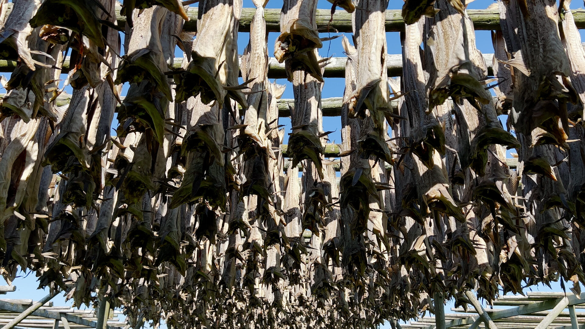 The stockfish – “baccalà” image