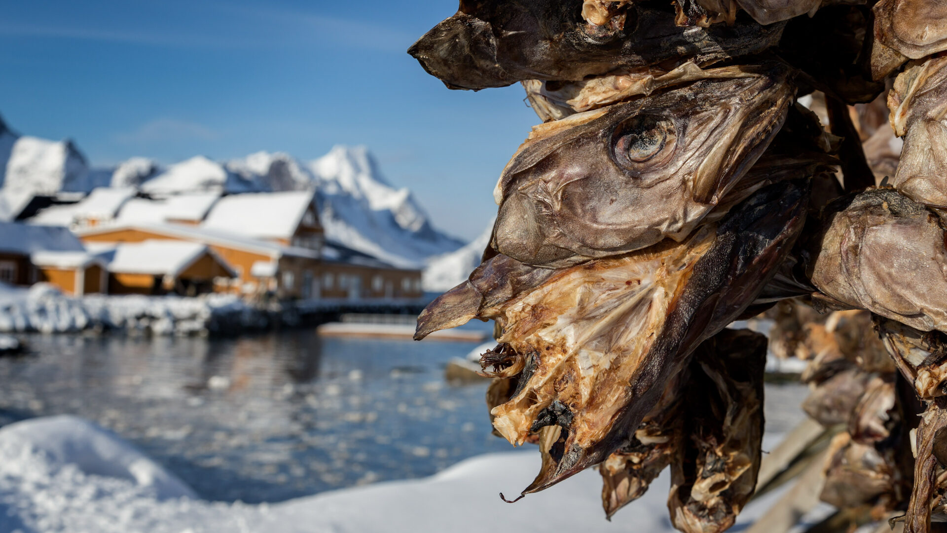 Stoccafisso in esiccazione