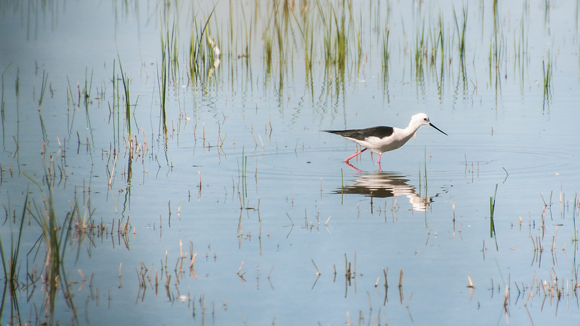 The Barene Path image