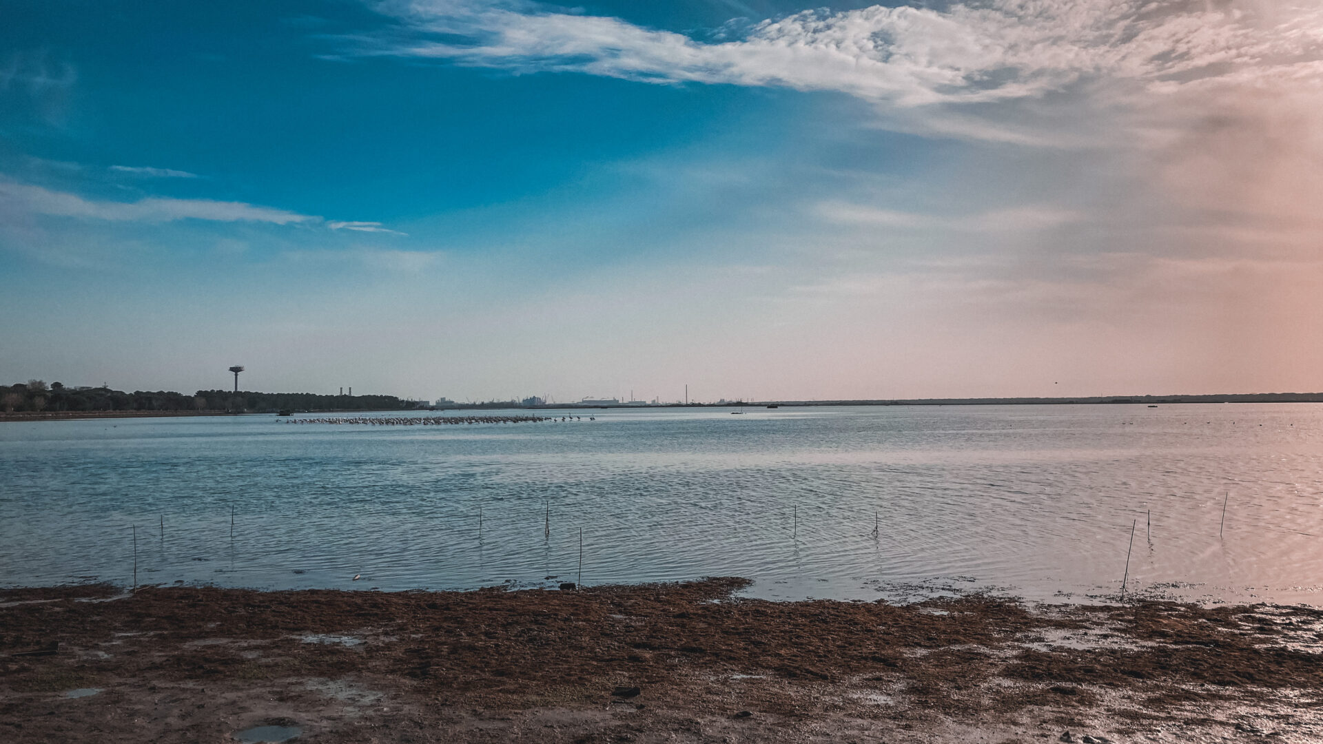 Le piallasse e i fenicotteri image