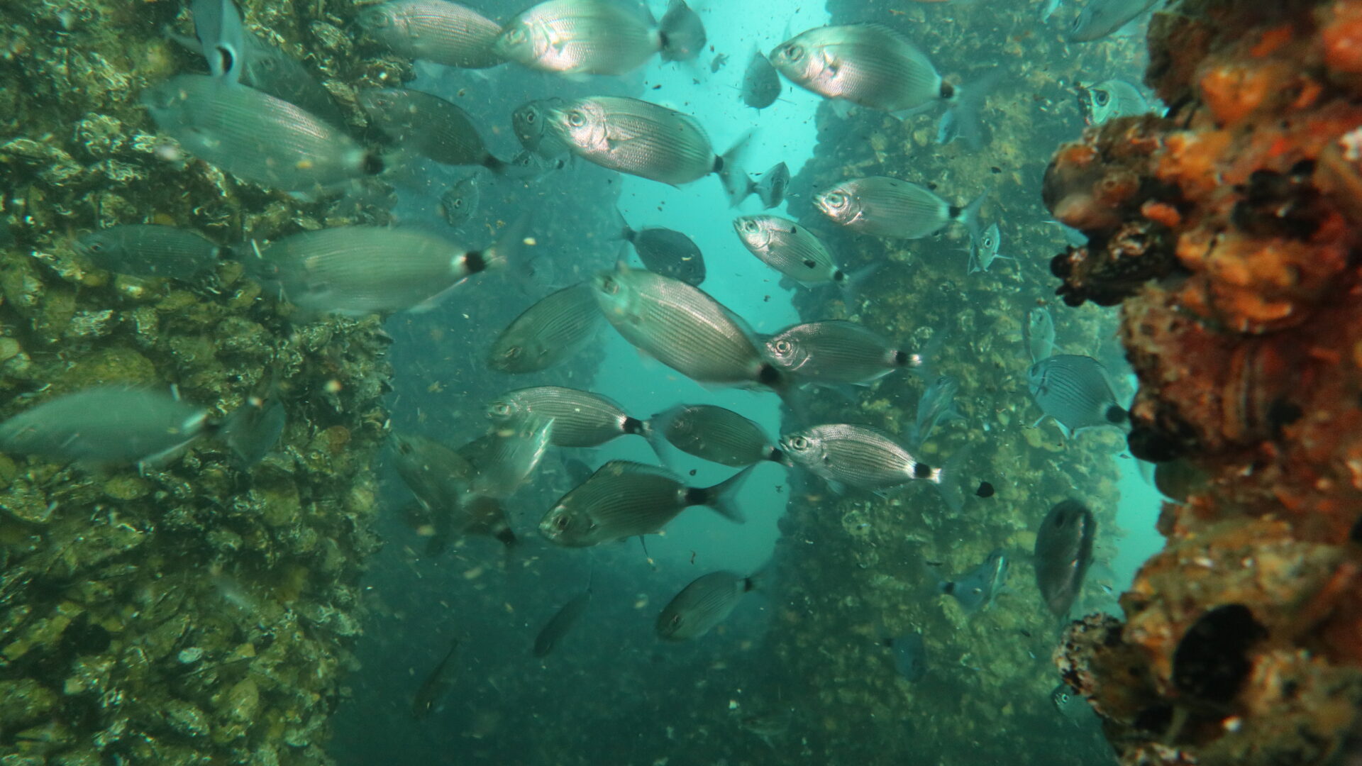 The Offshore Platform Ecosystems image