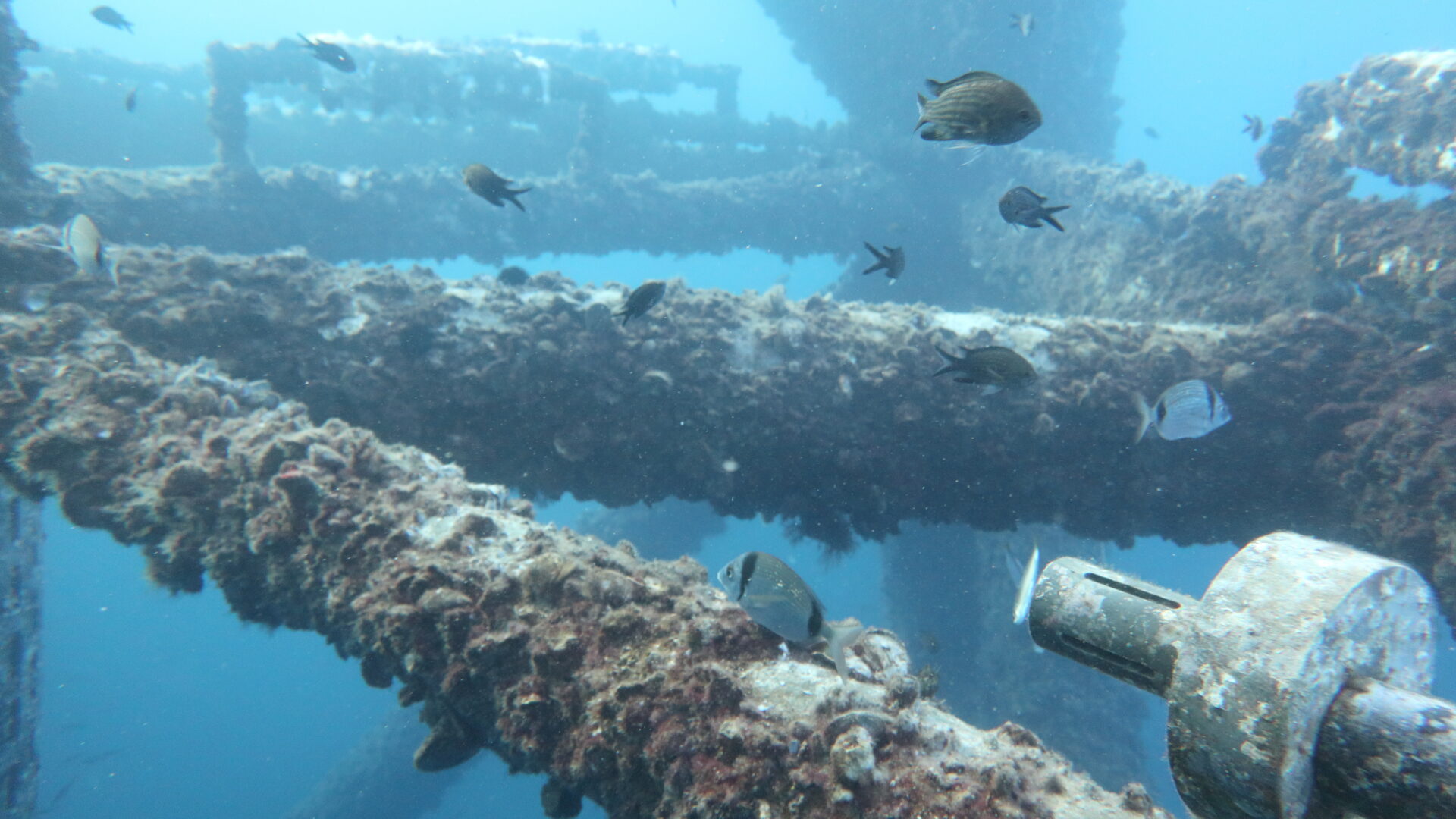 The Offshore Platform Ecosystems image