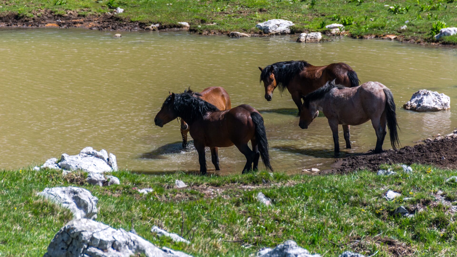 The Alps of Grobnik—A Juncture of Rocks, Views, and Hiking Tradition image