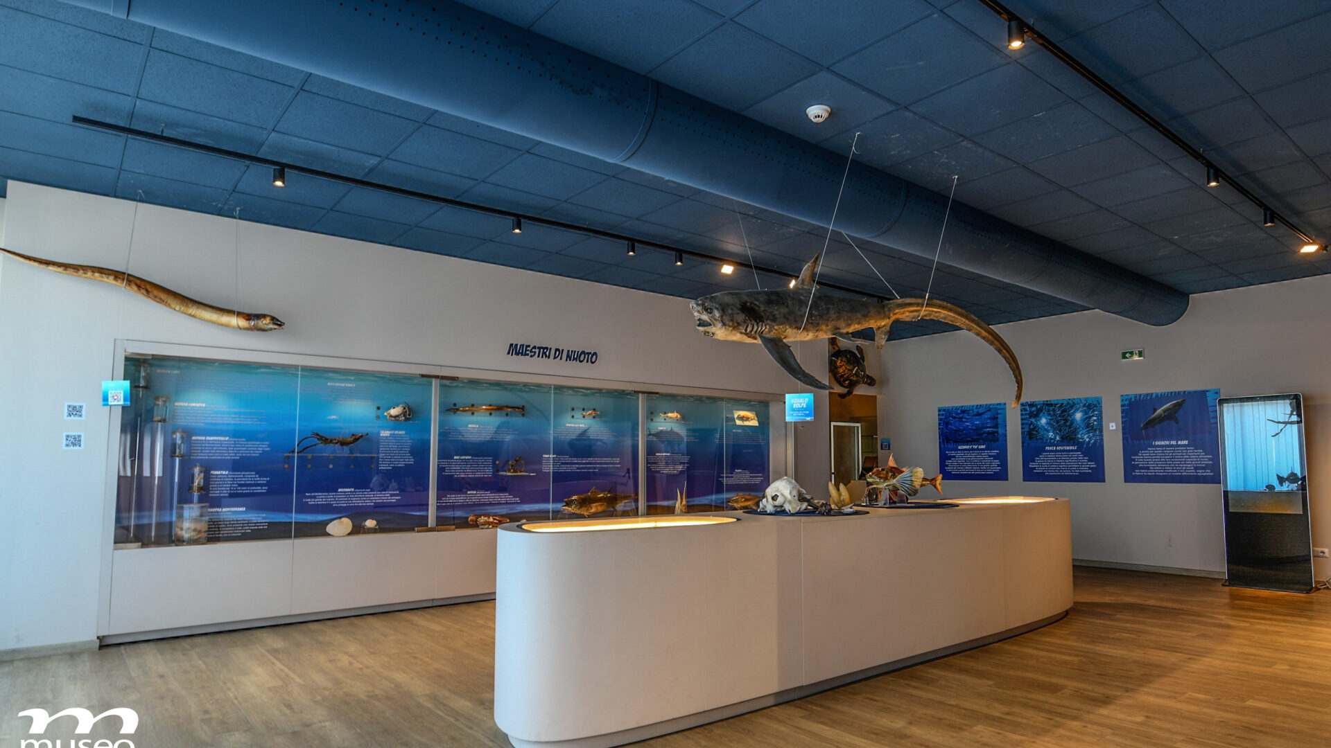 Il Museo del Mare di San Benedetto del Tronto: un viaggio tra Adriatico, memoria e scoperta image