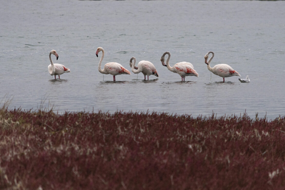 Le Lagune di Ravenna: dove il porto incontra la natura image