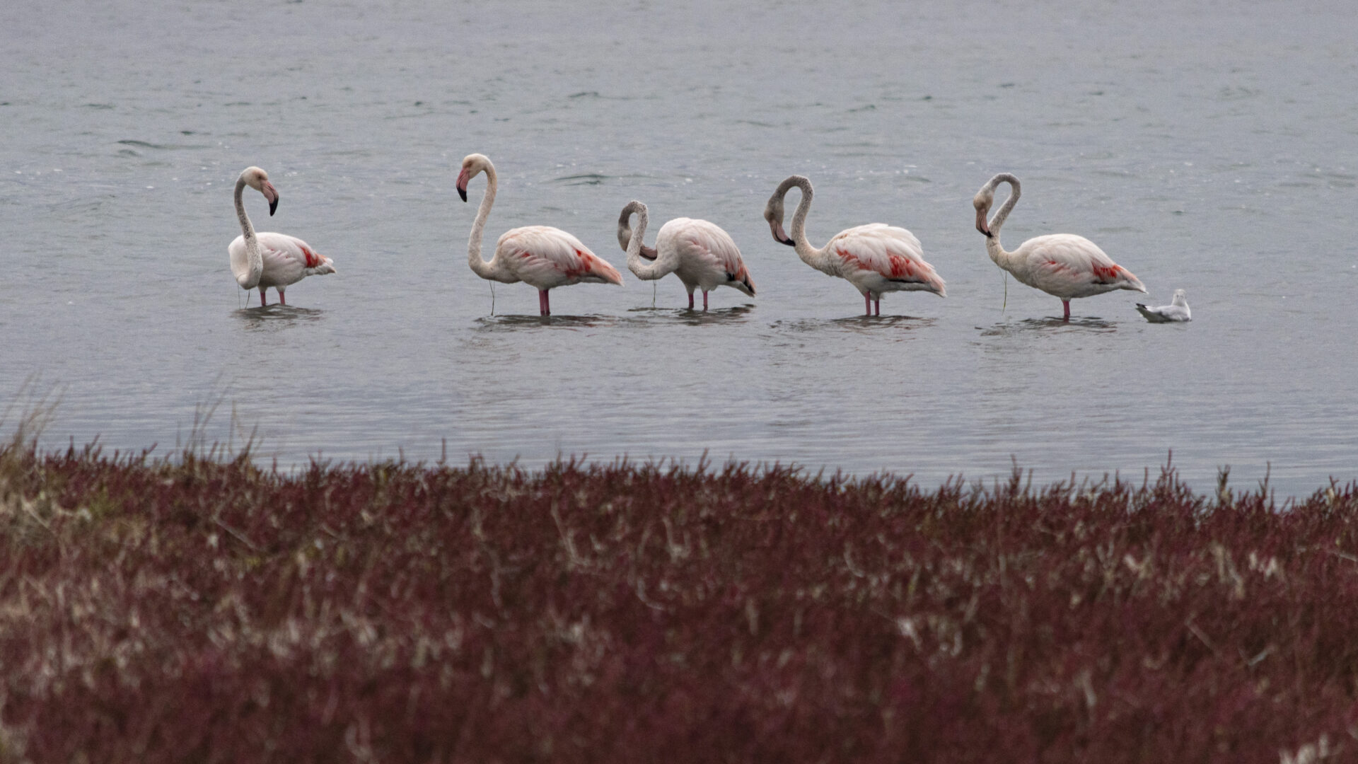 Le Lagune di Ravenna: dove il porto incontra la natura image