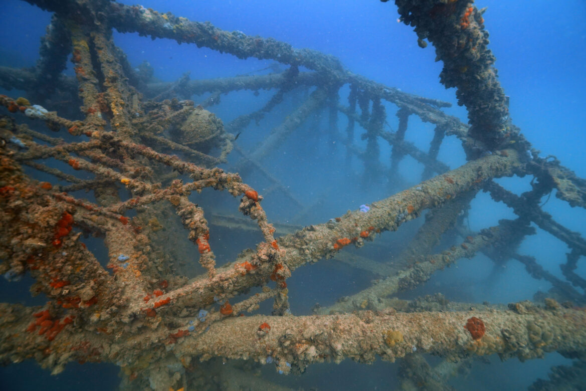 Le piattaforme sommerse dell’Alto Adriatico: atolli di biodiversità image