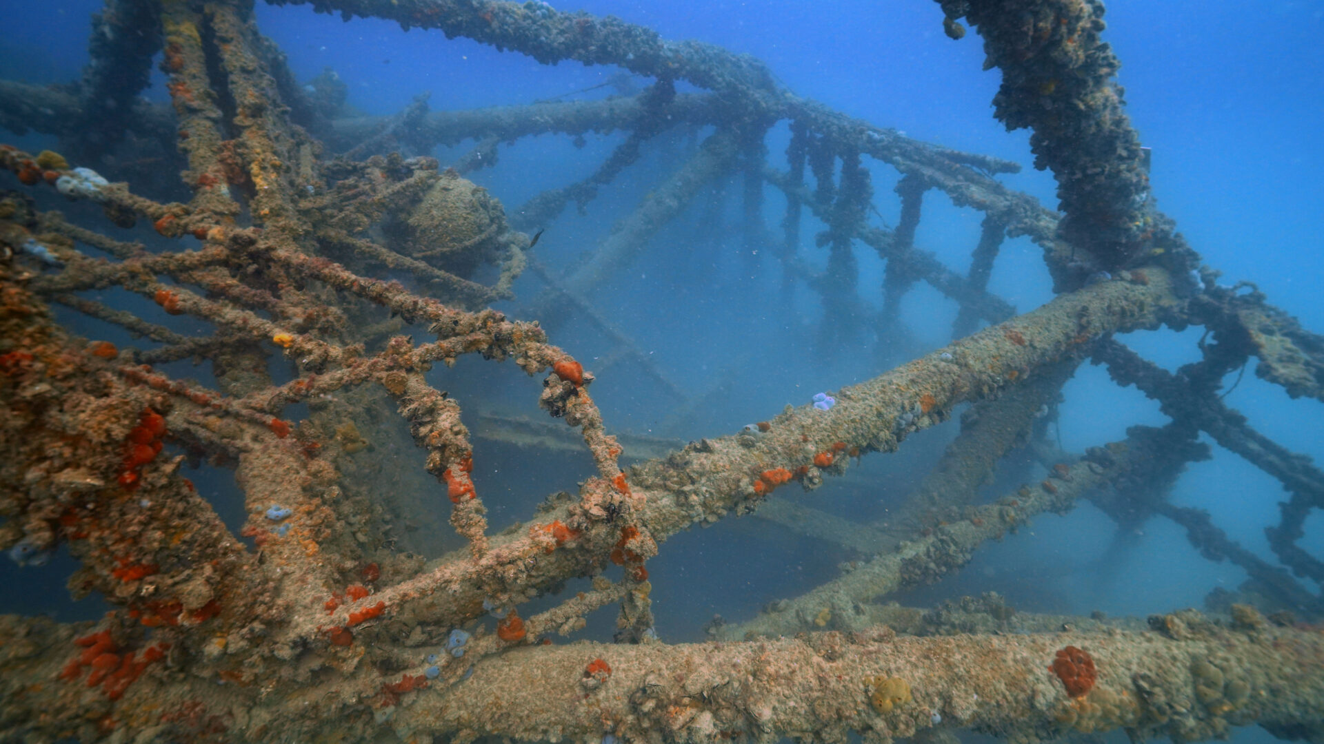 Le piattaforme sommerse dell’Alto Adriatico: atolli di biodiversità image